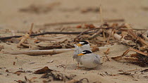 Male California least tern (Sternula antillarum browni) presenting fish offering to female during mating, disturbed by a rival male, Huntington Beach, California, USA, May.