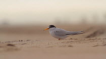 Female California least tern (Sternula antillarum browni) calling to a male flying overhead with fish offering, Huntington Beach, California, USA, May.