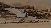 California least terns (Sternula antillarum browni) chase away a rival male during mating, Huntington Beach, California, USA, May.
