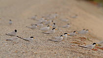 Flock of California least terns (Sternula antillarum browni) gathering, preparing to migrate, Huntington Beach, California, USA, July.