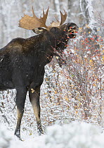 Moose (Alces alces) bull feeding on berries in snowfall. Grand Teton National Park, Wyoming, USA. October.