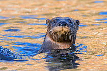 North American river otter (Lontra canadensis) swimming with head above water. Acadia National Park, Maine, USA. November.