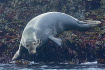 Grey seal (Halichoerus grypus) hauled out on seaweed covered rocks. Near Machias Seal Island, Maine, USA. July.
