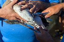 Close up of a tag on a Greater flamingo (Phoenicopterus ruber) juvenile&#39;s leg being loosened, held by a volunteer, Fuente de Piedra lagoon, Malaga, Spain. August.
