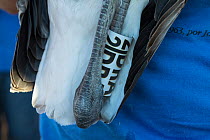 Close up of the tag on a Greater flamingo (Phoenicopterus ruber) juvenile&#39;s leg, held by a volunteer, Fuente de Piedra lagoon, Malaga, Spain. August.