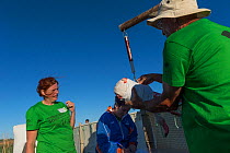 Volunteer weighing a Greater flamingo (Phoenicopterus ruber) juvenile during the ringing process, Fuente de Piedra lagoon, Malaga, Spain. August.