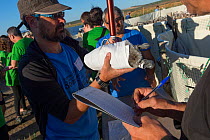 Volunteer weighing a Greater flamingo (Phoenicopterus ruber) juvenile while another volunteer notes the data during the ringing process, Fuente de Piedra lagoon, Malaga, Spain. August.