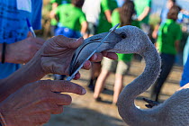 Researcher measuring a Greater flamingo (Phoenicopterus ruber) juvenile&#39;s beak during the ringing process, Fuente de Piedra lagoon, Malaga, Spain. August.