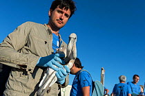 Volunteer holding a Greater flamingo (Phoenicopterus ruber) juvenile to be ringed, Fuente de Piedra lagoon, Malaga, Spain. August.