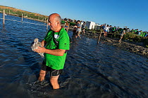 Volunteer returning a Greater flamingo (Phoenicopterus ruber) juvenile to the water after being ringed, Fuente de Piedra lagoon, Malaga, Spain. August.