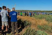 Volunteers standing in a line, waiting to ring Greater flamingo (Phoenicopterus ruber) juveniles, Fuente de Piedra lagoon, Malaga, Spain. August.
