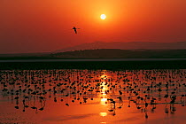 Greater flamingo (Phoenicopterus ruber) flock silhouetted in wetland, Fuente de Piedra lagoon, Malaga, Spain. August.