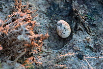 Abandoned Greater flamingo (Phoenicopterus ruber) egg, Fuente de Piedra lagoon, Malaga, Spain. August.