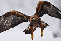 Golden eagle (Aquila chrysaetos) in flight, talons outstretched, close-up. Kalvtrask, Vasterbotten, Lapland, Sweden. January.