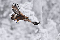Golden eagle (Aquila chrysaetos) in flight, snow covered forest in background. Kalvtrask, Vasterbotten, Lapland, Sweden. January.