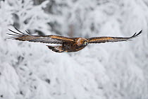 Golden eagle (Aquila chrysaetos) in flight. Kalvtrask, Vasterbotten, Lapland, Sweden. January.