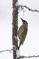 Grey-headed woodpecker (Picus canus) on lichen and snow covered tree trunk. Kalvtrask, Vasterbotten, Lapland, Sweden. January.