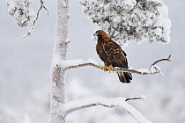 Golden eagle (Aquila chrysaetos) perched in snow covered tree. Kalvtrask, Vasterbotten, Lapland, Sweden. January.