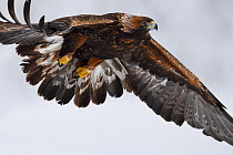 Golden eagle (Aquila chrysaetos) in flight, close-up. Kalvtrask, Vasterbotten, Lapland, Sweden. January.