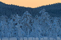 Snow covered Scots pine (Pinus sylvestris) trees in boreal forest. Kalvtrask, Vasterbotten, Lapland, Sweden. January.