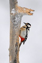 Great spotted woodpecker (Dendrocopos major) male on snowy tree trunk. Kalvtrask, Vasterbotten, Lapland, Sweden. January.