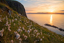 Cotton grass (Eriophorum angustifolium) growing on Garbh Eilean with the Isle of Lewis behind, Shiant Isles, Outer Hebrides, Scotland, UK. June.