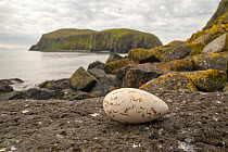 Replica Great auk (Pinguiunis impennis) egg, at location of probable historic breeding site, Shiant Isles, Outer Hebrides, UK. June.