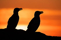 Razorbill (Alca torda) pair at sunrise, Shiant Isles, Outer Hebrides, Scotland, UK. June.