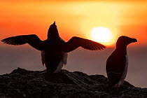 Razorbill (Alca torda) pair at sunrise, Shiant Isles, Outer Hebrides, Scotland, UK. June.