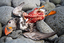 Puffin (Fratercula arctica) killed by Great skua (Stercorarius skua), Shiant Isles, Outer Hebrides, Scotland, UK. Jun 2018
