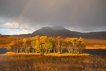 Rainbow over forested island in front of Canisp, Loch Awe, Assynt, Scotland, UK, November 2016.