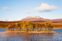 Forested island in front of Canisp, Loch Awe, Assynt, Scotland, UK, November 2016.