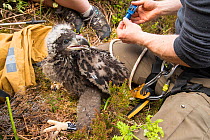 White-tailed eagle (Haliaeetus albicilla) chick being ringed by RSPB biologists on the Isle of Lewis, Outer hebrides, Scotland, UK, May.
