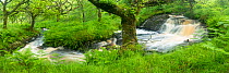 Stream in spate in native oak woodland in summer, Clonaig, Kintyre, Argyll, Scotland, UK, July.