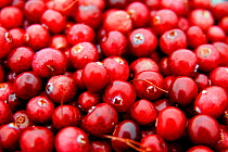 Foraged wild Scottish cranberry (Vaccinium oxycoccos) from Ayrshire moorland, Scotland, UK. September.