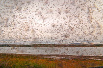 Biting midges (Culicoides impunctatus) swarming in peat moorland on the shores of Loch Shin, Inverness-shire, Scotland, UK. August.