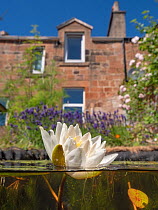 Flowering native water lily (Nympaea alba) in an urban garden wildlife pond, Scotland, UK. June.