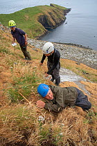 RSPB biologists surveying seabirds, Shiant Isles, Outer Hebrides, Scotland, UK. July, 2018.