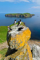 Puffins (Fratercula arctica) and razorbills (alca torda) with Eilean Mhuire behind, Shiant Isles, Outer Hebrides, Scotland, UK. June, 2018