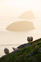 Feral sheep with Galtachan islands behind, Shiant Isles, Outer Hebrides, Scotland, UK. June 2018