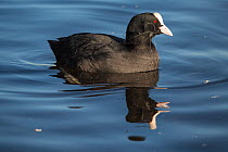 Eurasion Coot (Fulica atra) with ingested plastic fishing line pollution in an urban park, Glasgow, Scotland, UK, January.