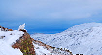 Ptarmigan (Lagopus muta) resting at the head of Strathspey, Cairngorms National Park, Scotland, UK. January.