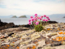 Thrift (Armeria maritima) growing on the Shiant Isles, Outer Hebrides, Scotland, UK. June.
