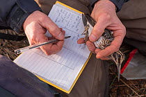 Bird ringing study of Jack snipe (Lymnocryptes minimus) migration, Glasgow, Scotland, UK, December.