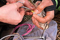 Geotagged Jack snipe (Lymnocryptes minimus), BTO bird migration studies, Glasgow, Scotland, UK, December.