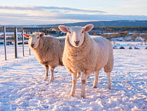 North Country Cheviot sheep on a croft in winter, Sutherland, Scotland