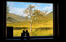 View of Rowan tree (Sorbus aucuparia) through window of youth hostel, with binoculars silhouetted on shelf, Glen Affric, Scotland, UK, August 2016.