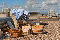 Urban beekeeper Ed O&#39;Brien inspecting hive on top of Blythswood Square Hotel in the city centre, Glasgow, Scotland, UK, August 2018.
