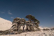 Stand of ancient Scot&#39;s pine (Pinus sylvestris) trees lit by the moon, at night in winter, Glen Affric, Scotland, UK, December.