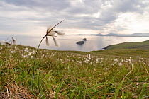 Cotton grass (Eriophorum angustifolium) growing on Garbh Eilean, Shiant Isles, Outer Hebrides, Scotland, UK. June, 2018
